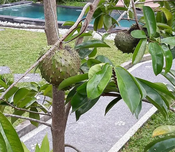 Umah Dangin Pensión