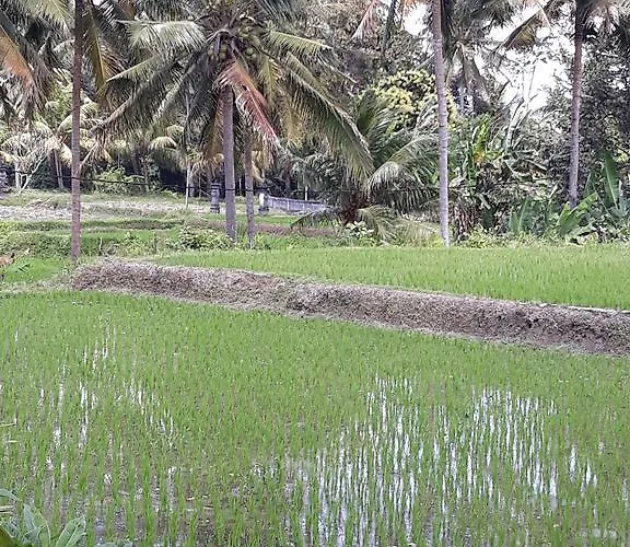 Umah Dangin Pensión