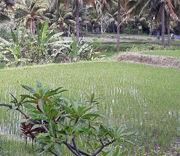 Umah Dangin *