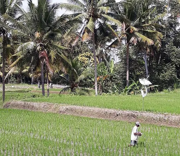 Umah Dangin * Ubud